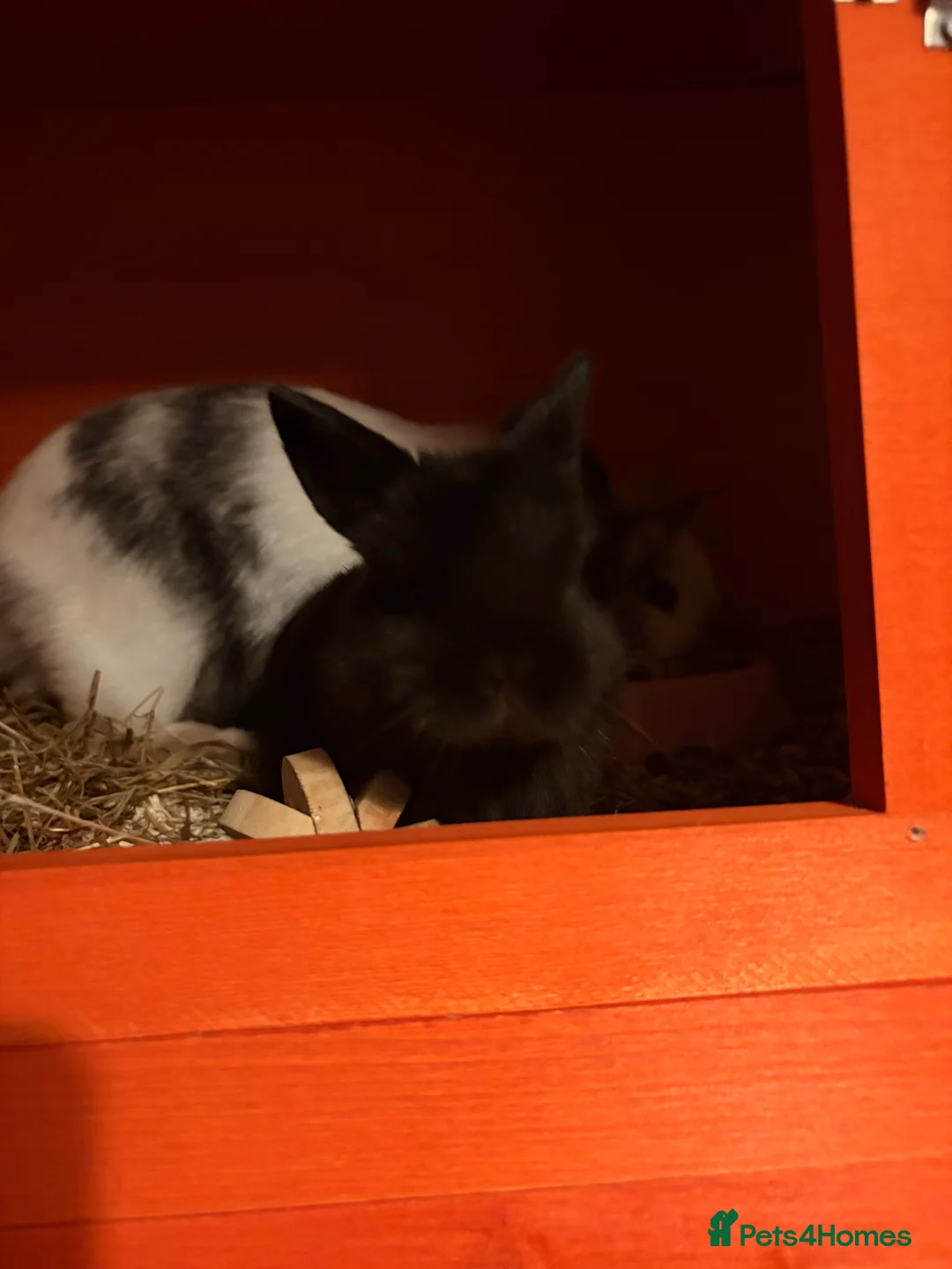 Mixed Breed rabbits for sale: Bunnies - Advert 5