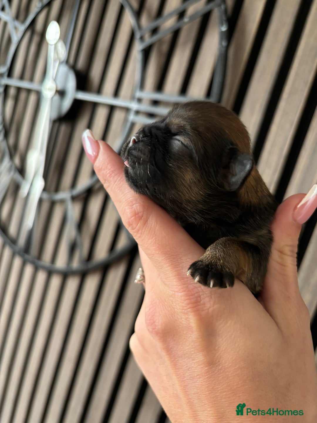 Shih Tzu dogs for sale: Imperial shihtzu - Image 4