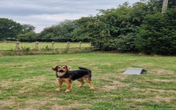 Mixed Breed dogs for sale: 10 month old  Frank, Our GSDxSpringer Spaniel - Image 8