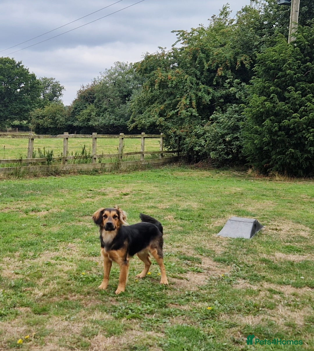 Mixed Breed dogs for sale: 10 month old  Frank, Our GSDxSpringer Spaniel - Image 8