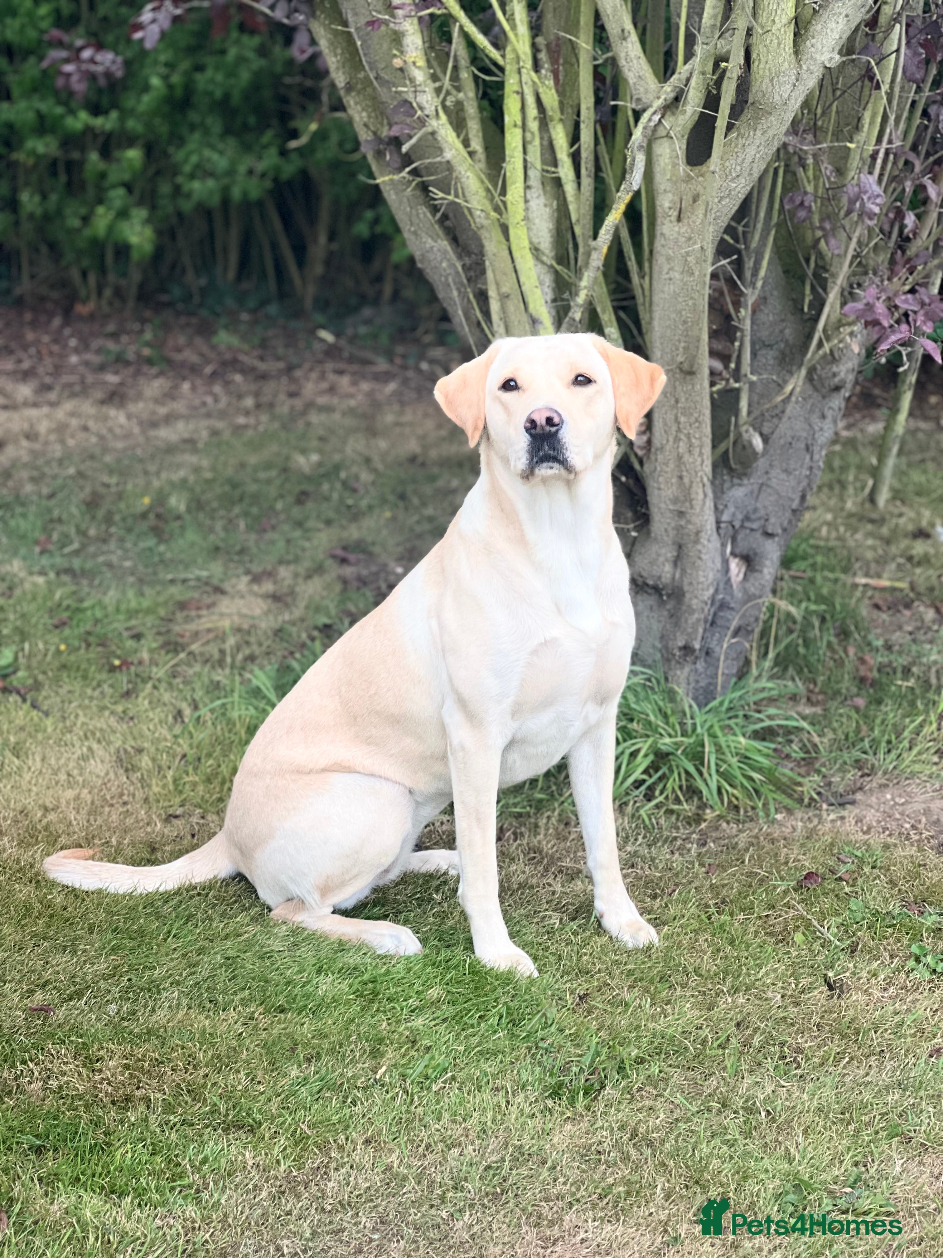 Labrador Retriever dogs Labrador Puppies Available  - Advert 1