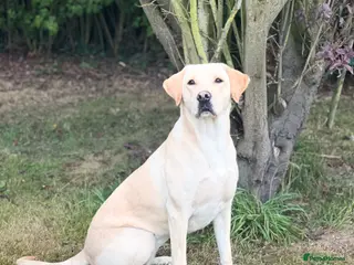 Labrador Retriever dogs Labrador Puppies Available - Advert 1