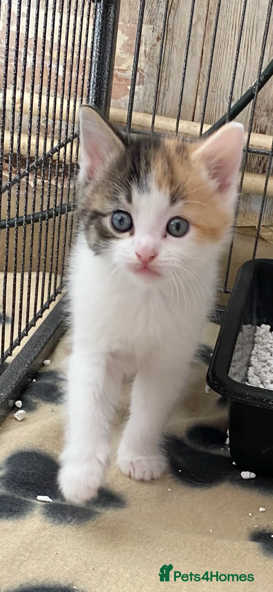 Mixed Breed cats for sale: Beautiful kittens 2 girls & 1 boy  in Gloucester - Advert 4