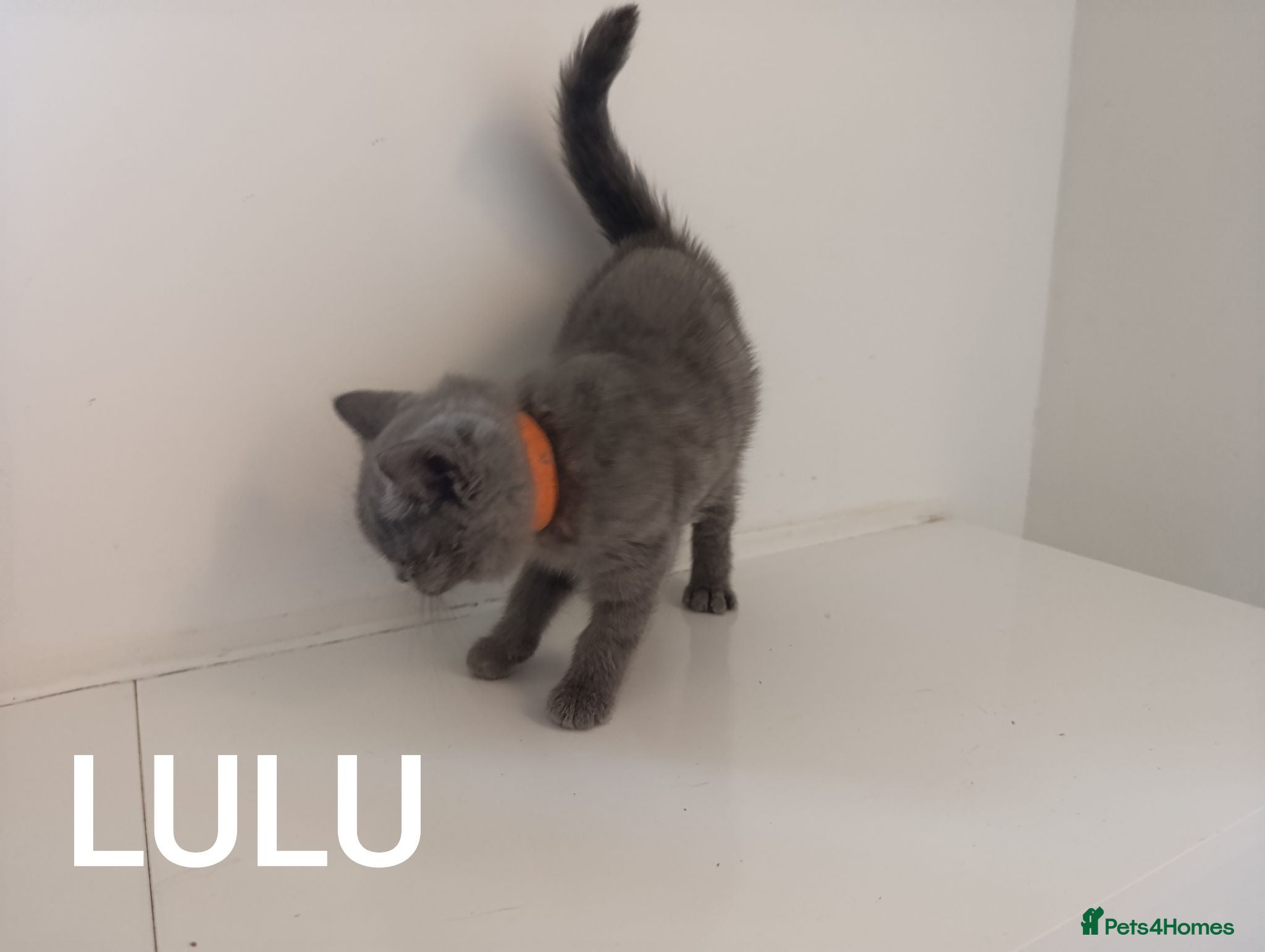British Shorthair cats GCCF Active Registered British Shorthair Blue - Advert 2