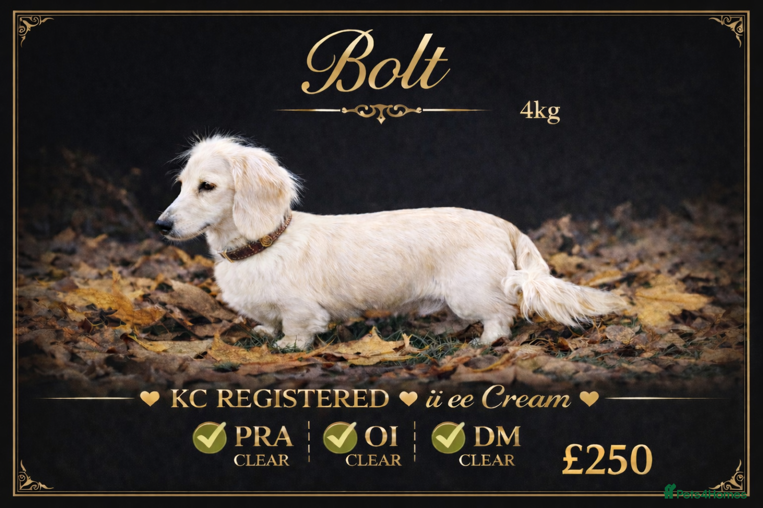 Miniature Dachshund dogs Cream miniature dachshund long haired - Advert 9