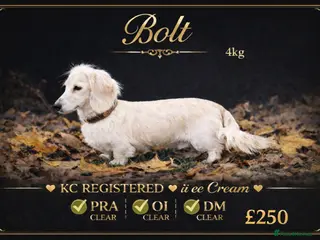 Miniature Dachshund dogs Cream miniature dachshund long haired - Advert 9