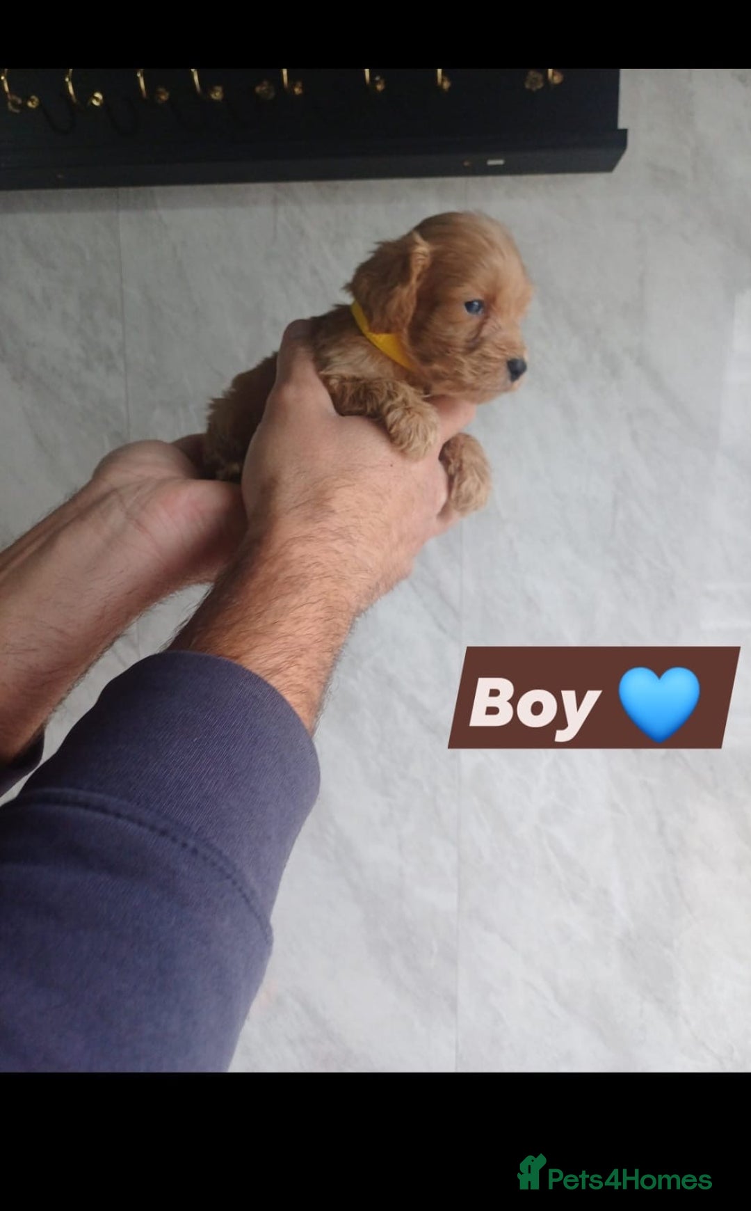 Cockapoo dogs for sale: Adorable Cockapoo’s - Image 7