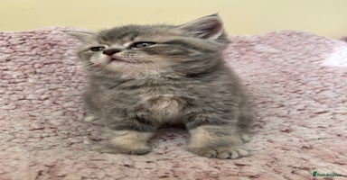 Scottish Fold cats - Advert 8