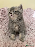 Scottish Fold cats - Advert 8