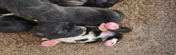 Caucasian Shepherd Dog dogs for sale: Caucasian Shepherd Puppies  - Advert 6