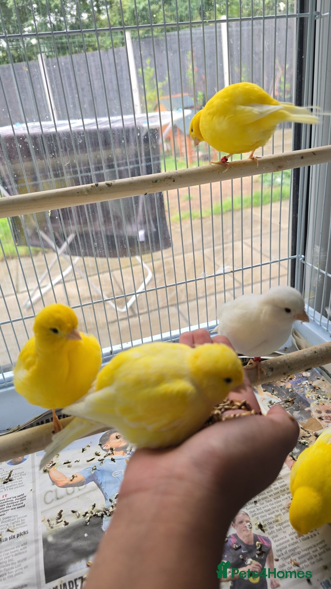 Canaries birds for sale: Yellow canary  - Advert 3