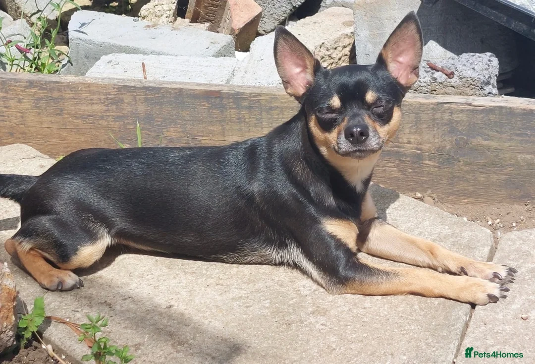 Jack Chi dogs for sale: Rehoming x 2 males  in Ipswich - Advert 5