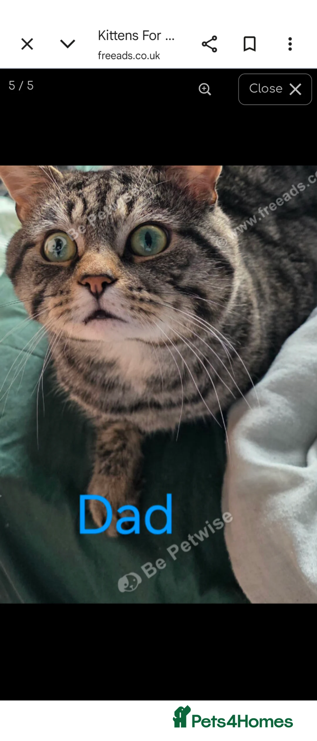 Mixed Breed cats for sale: Beautiful kittens for sale  in Glasgow - Advert 4