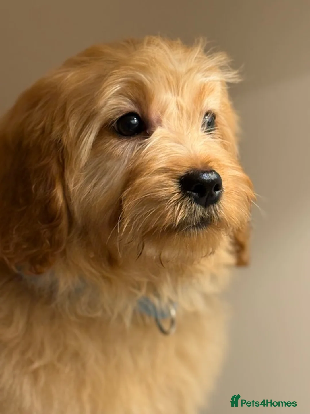 Cavapoo dogs for sale: Roll the cavapoo - Advert 6