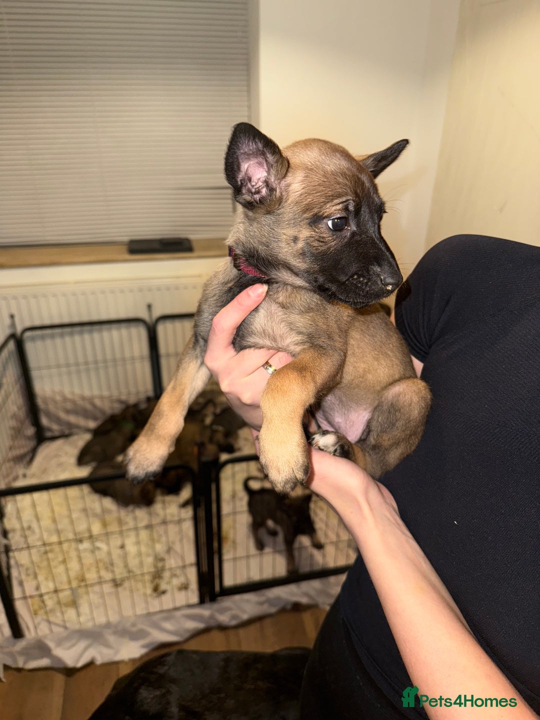Belgian Shepherd Dog dogs for sale: Pure Belgian Malinois Puppies - Advert 29
