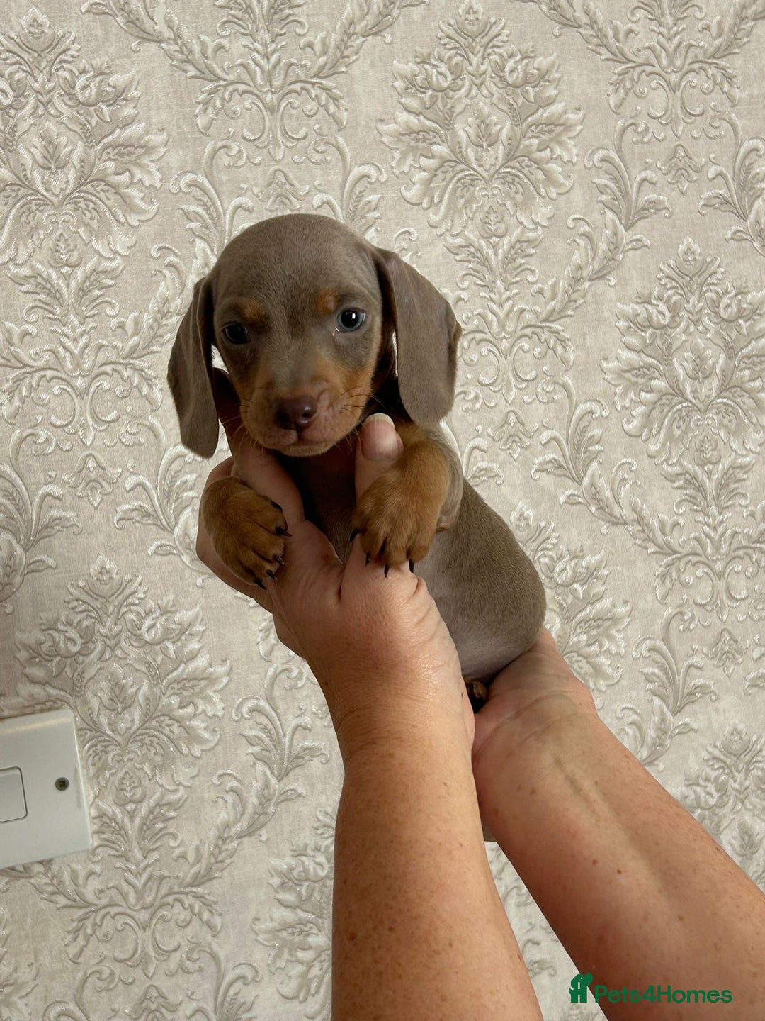 Dachshund dogs for sale: Beautiful miniature dachund puppies  - Image 5