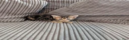 Mixed Breed cats for sale: Kittens  - Advert 8