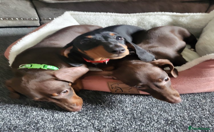 Miniature Dachshund dogs - Advert 12