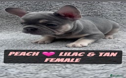 French Bulldog dogs for sale: French bulldog puppies for sale  - Image 2