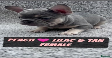 French Bulldog dogs - Advert 1