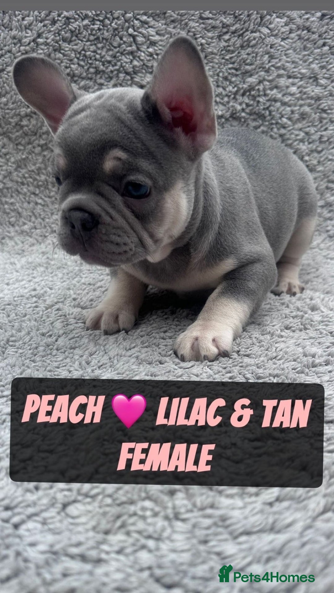 French Bulldog dogs for sale: French bulldog puppies for sale  - Image 2