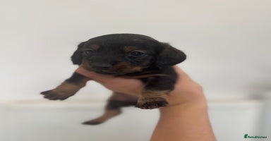 Miniature Dachshund dogs - Advert 10