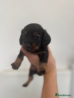 Miniature Dachshund dogs - Advert 11
