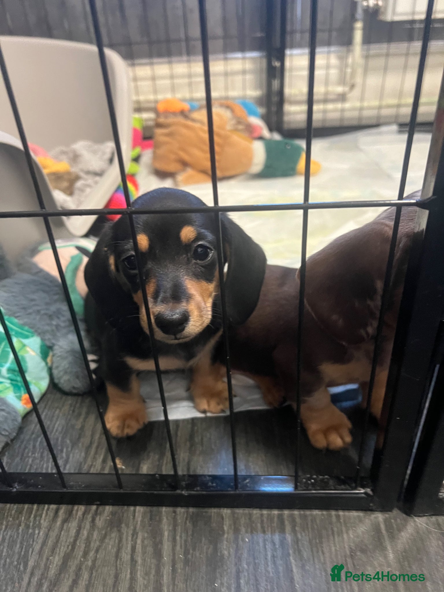 Miniature Dachshund dogs 🐾 ADORABLE MINIATURE DACHSHUND PUPPIES 🐾 - Advert 6
