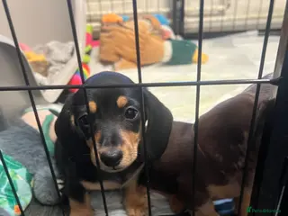 Miniature Dachshund dogs 🐾 ADORABLE MINIATURE DACHSHUND PUPPIES 🐾 - Advert 6