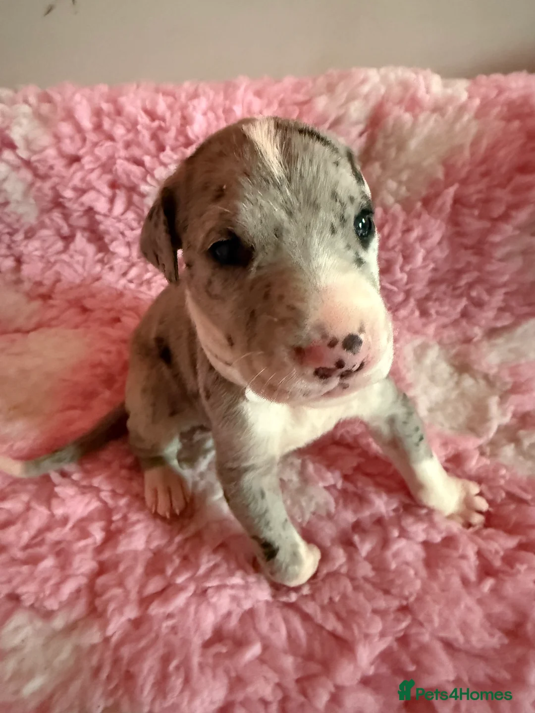 Great Dane dogs for sale: Stunning pure bred Great Dane puppies in St. Ives - Advert 11