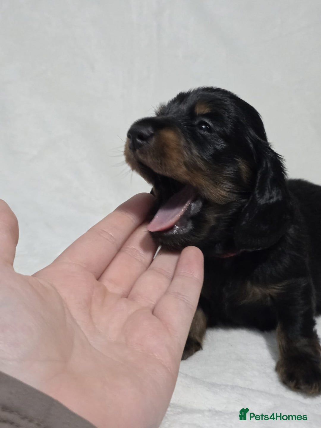 Miniature Dachshund dogs for sale: Stunning  KC Reg Puppies,  Health Tested Parents - Advert 5