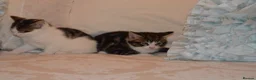 Mixed Breed cats for sale: 4 Beautiful Gentle Kittens for Sale - Advert 21