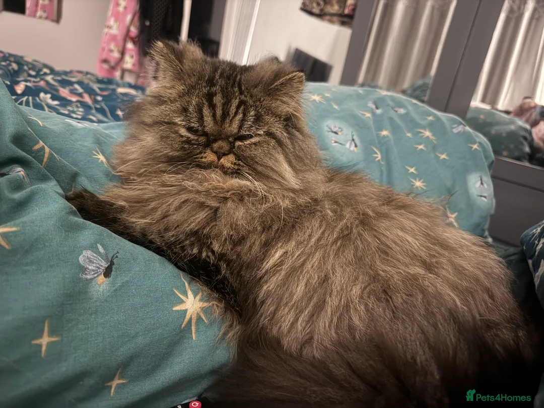 Persian cats for stud: Persian boy for stud duties  - Advert 2