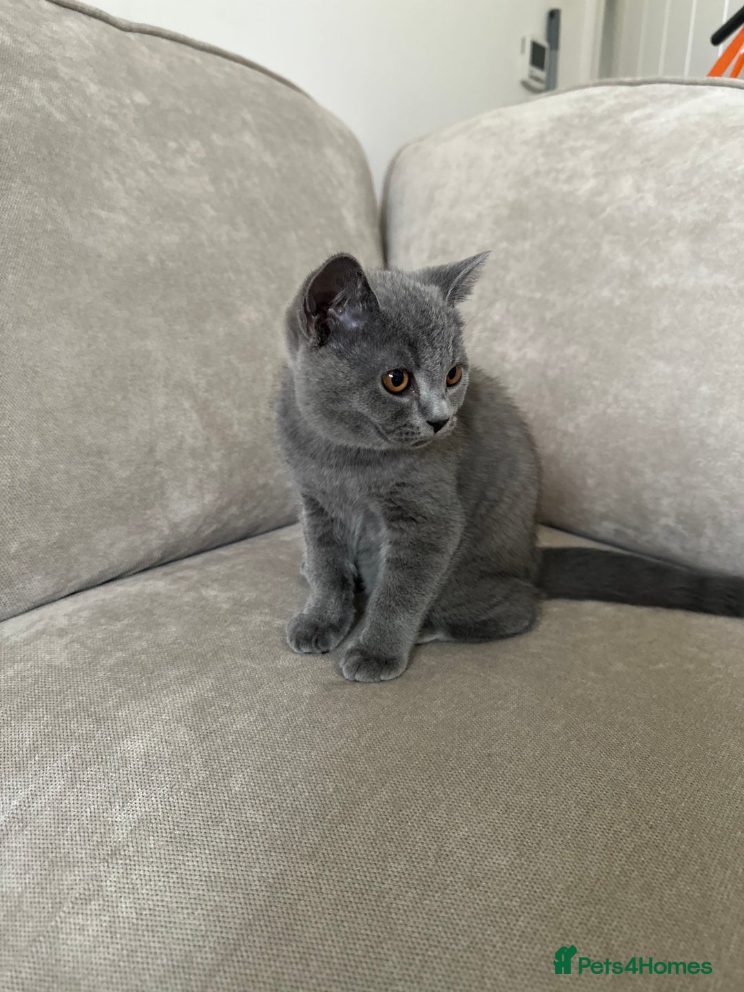 British Shorthair cats for sale: British Shorthair Male Kitten for Sale - Image 2