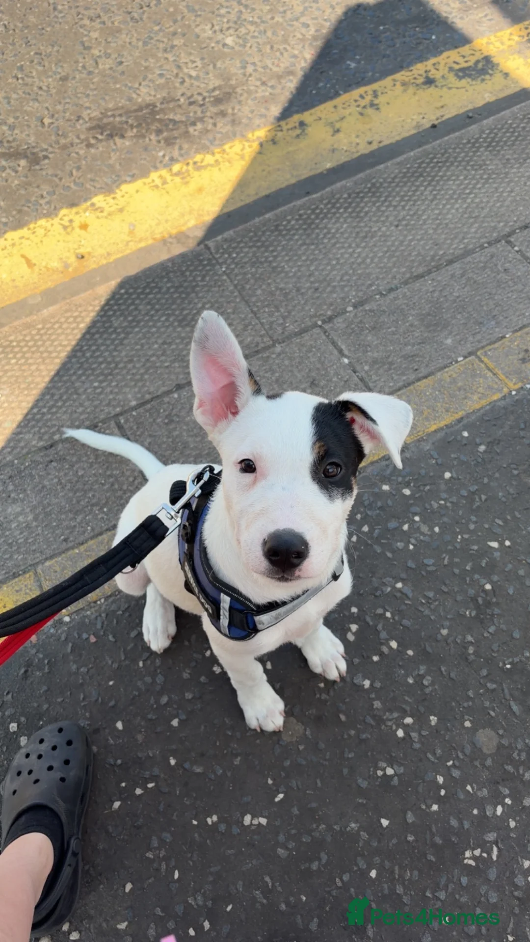 Mixed Breed dogs for sale: 14 week husky/staffy puppy  - Advert 2