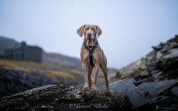 Weimaraner dogs for stud: Proven Stunning kc registered weimaraner for stud  in West Bromwich - Image 14