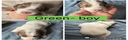 Sprollie dogs for sale: Gorgeous Sprollie puppies! in Peterborough - Advert 4