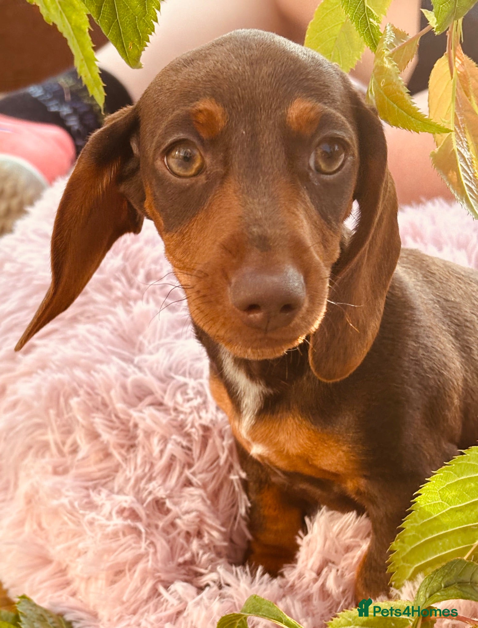 Miniature Dachshund dogs Stunning KC Miniature Dachshund Last 3 - Advert 2