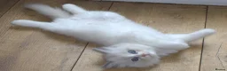 Ragdoll cats for sale: Beautiful Ragdoll kittens in Loughton - Advert 3