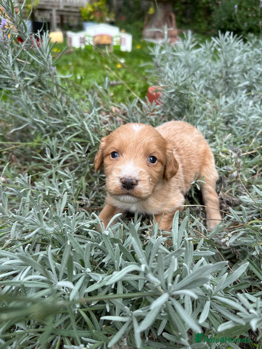 Mixed Breed dogs for sale: Naturally reared pups - Image 9