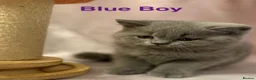 British Shorthair cats for sale: Registered Pedigree British Shorthair & Longhair  in Stafford - Advert 15