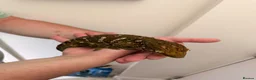 Gecko reptiles for sale: Male Mario Leachie Gecko  - Advert 2