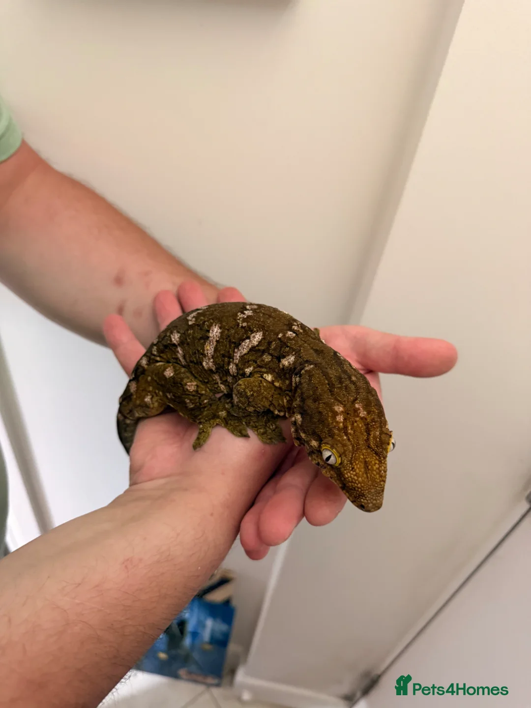 Gecko reptiles for sale: Male Mario Leachie Gecko  - Advert 2