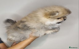 Pomeranian dogs for sale: CHAMPION BLOODLINE 3 female 1 male - Image 17