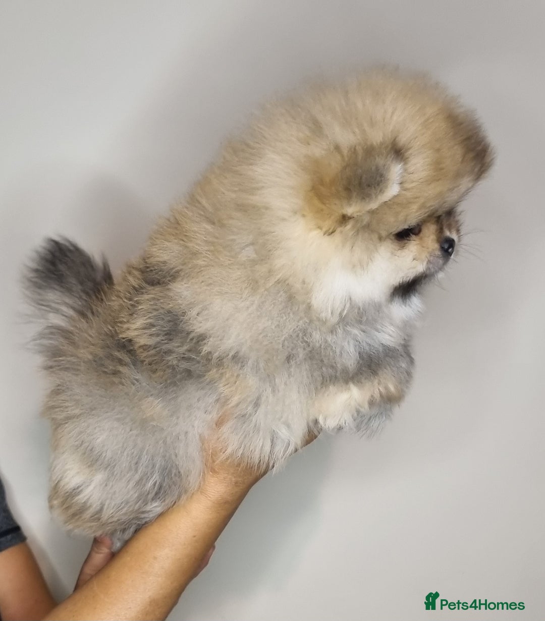 Pomeranian dogs for sale: CHAMPION BLOODLINE 3 female 1 male - Image 17