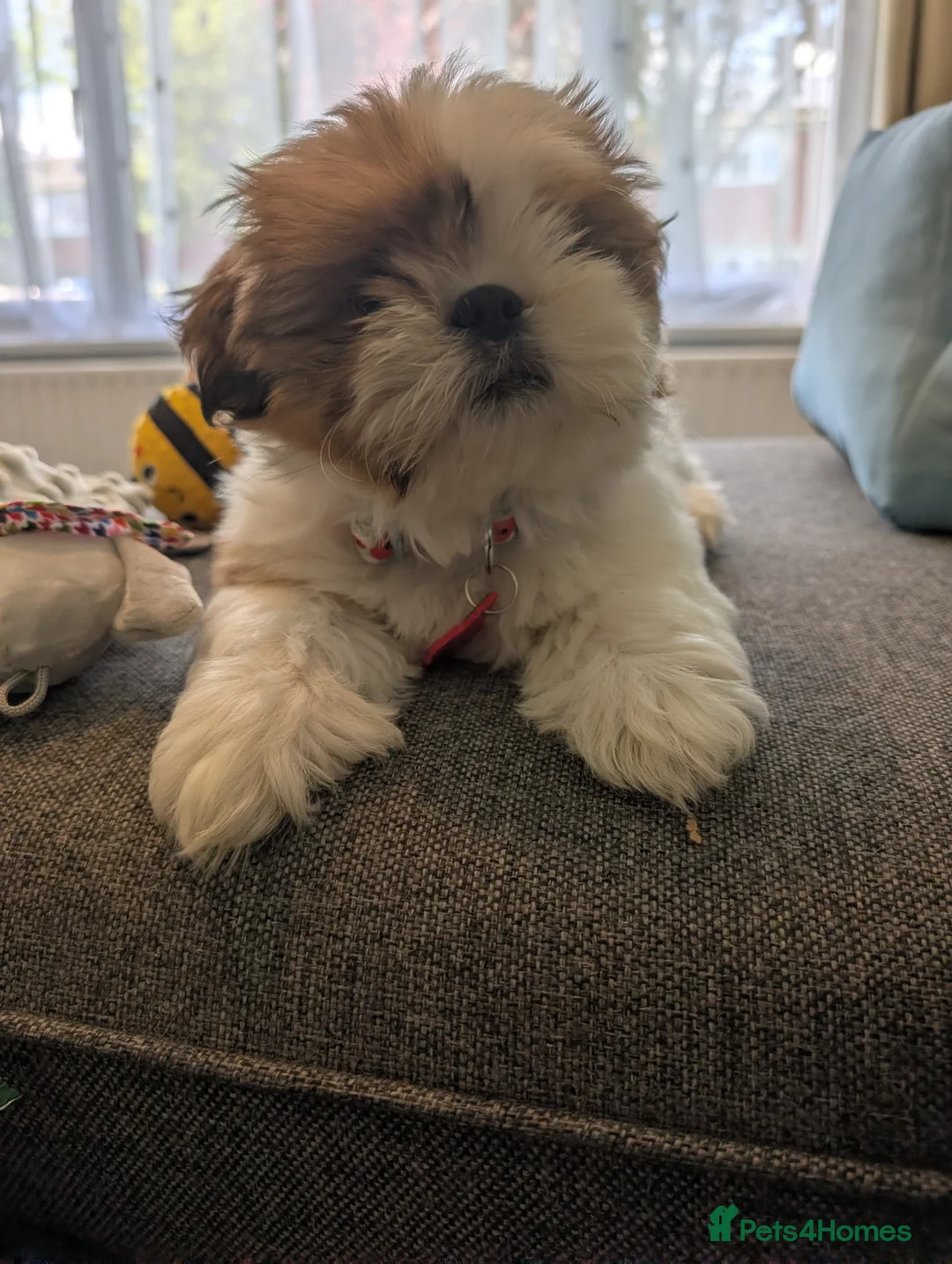 Shih Tzu dogs for sale: Imperial Shih Tzu male puppy in Welling - Advert 11