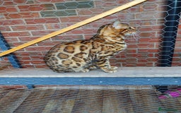 Bengal cats for stud: Stunning Male Bengal Stud 🌟TICA REGISTERED🌟 in Wolverhampton - Image 4