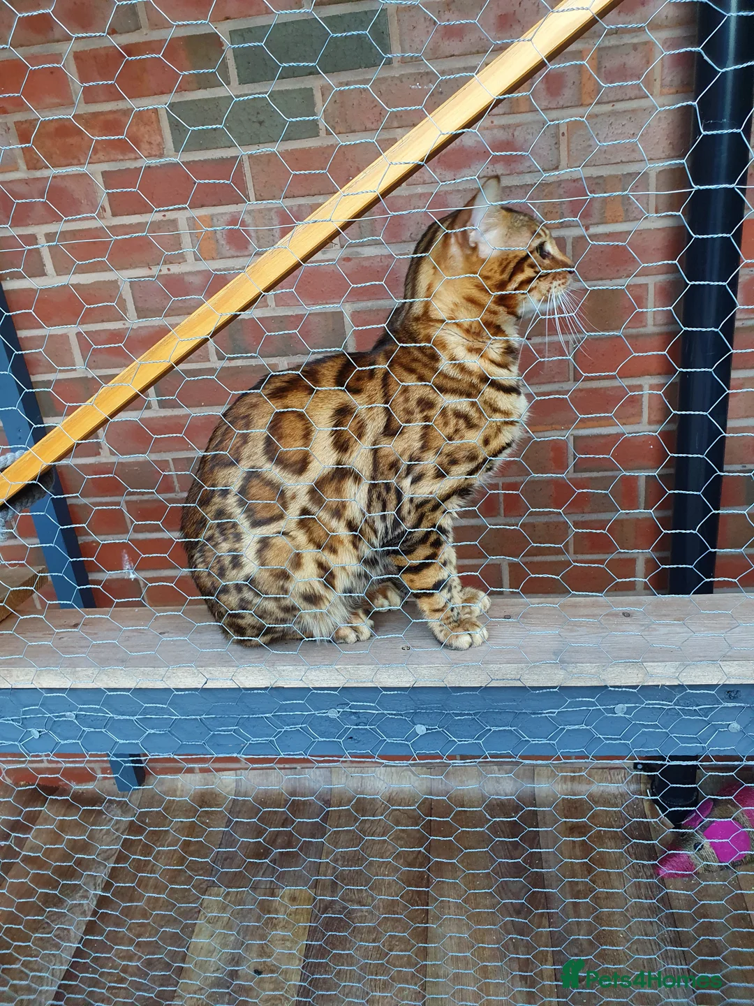 Bengal cats for stud: Stunning Male Bengal Stud 🌟TICA REGISTERED🌟 in Wolverhampton - Advert 4