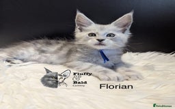 Maine Coon cats for sale: Beautiful silver tabby babies  - Image 4