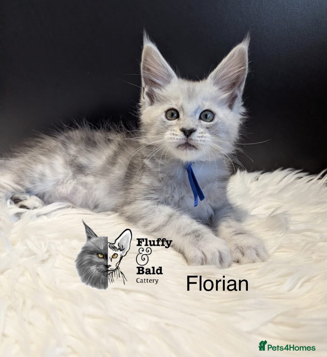 Maine Coon cats for sale: Beautiful silver tabby babies  - Image 4